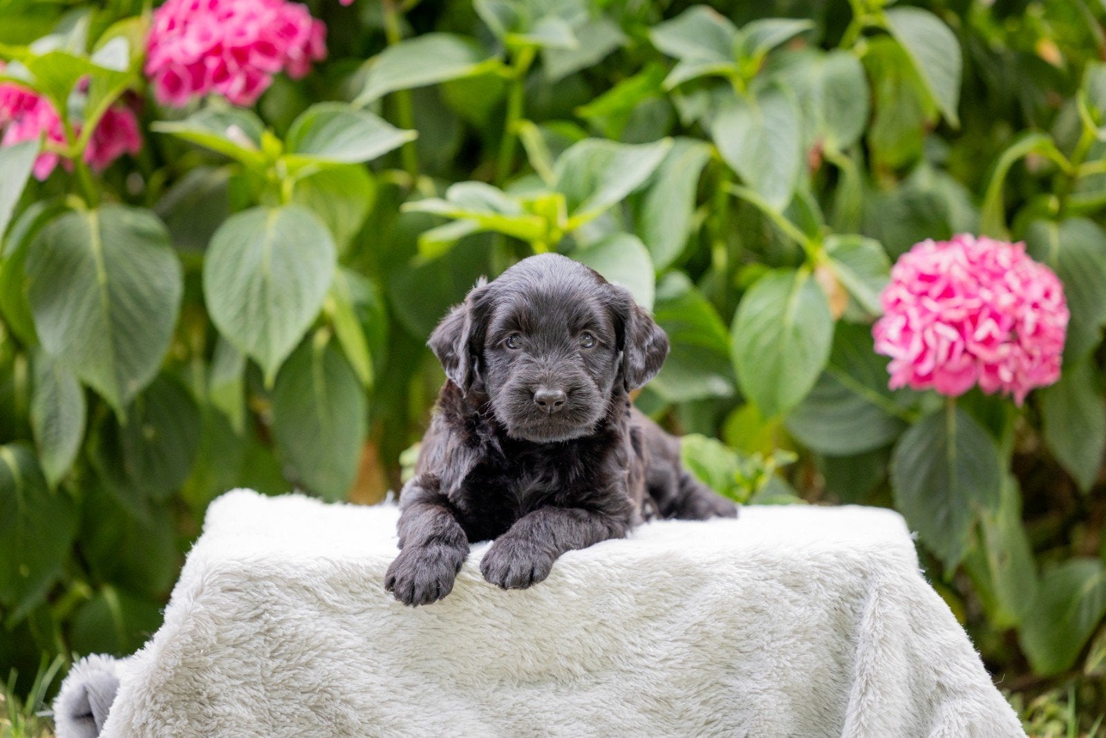 Super gesocialiseerde Goldendoodle x Labrador pups!, Dieren en Toebehoren, Honden | Retrievers, Spaniëls en Waterhonden, Parvo