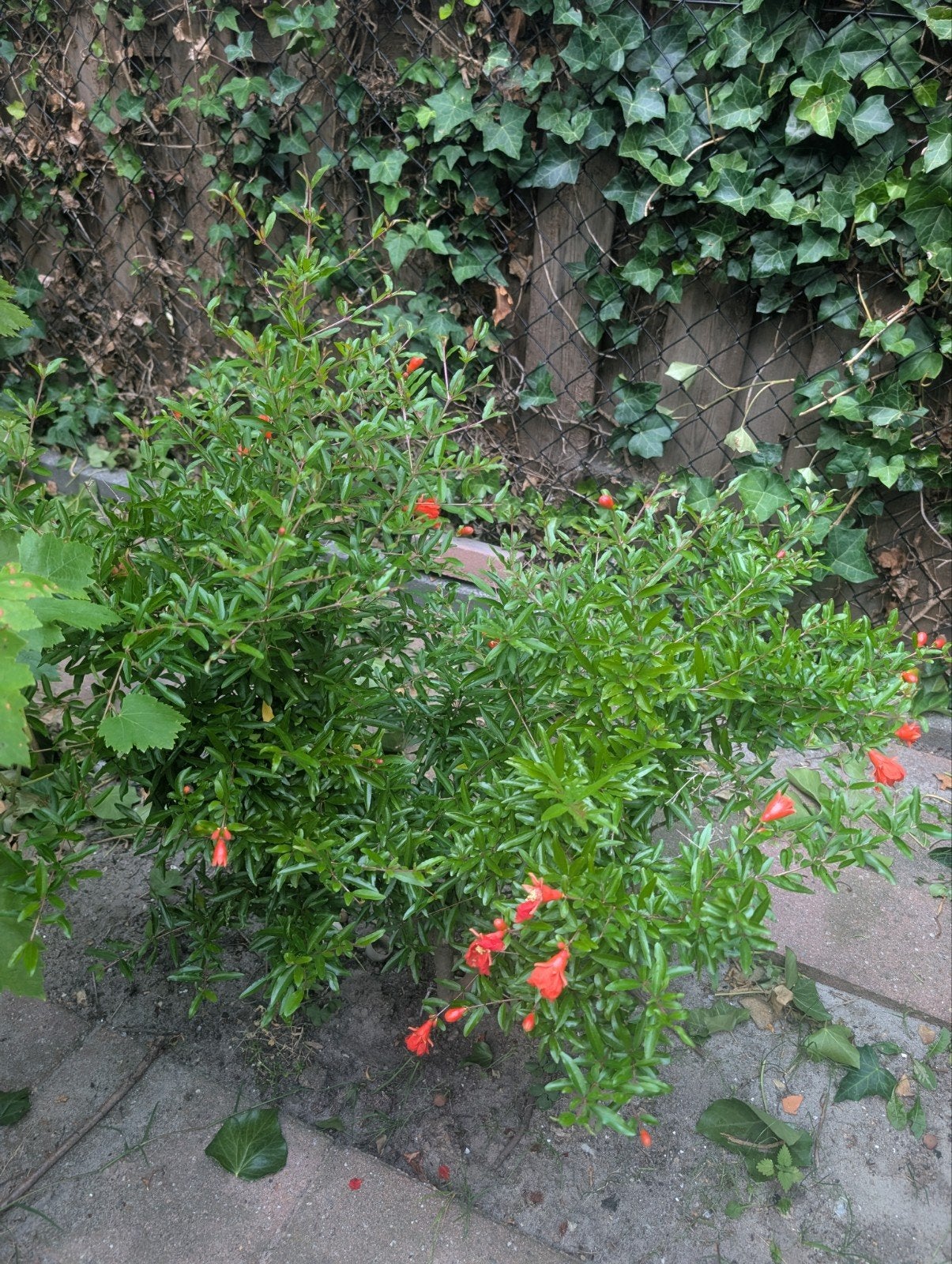 Granaatappel plant +-50cm hoog, Tuin en Terras, Ophalen, Overige soorten, Minder dan 100 cm