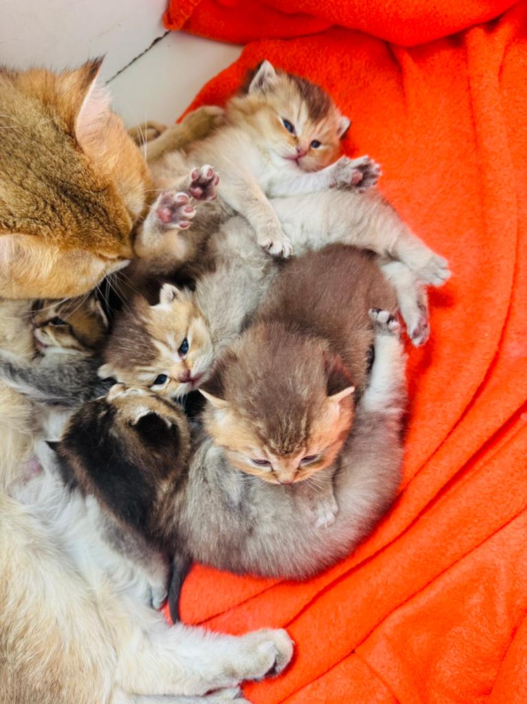 Te koop raszuivere golden shaded britse korthaar kittens, Meerdere dieren, Gechipt, 0 tot 2 jaar