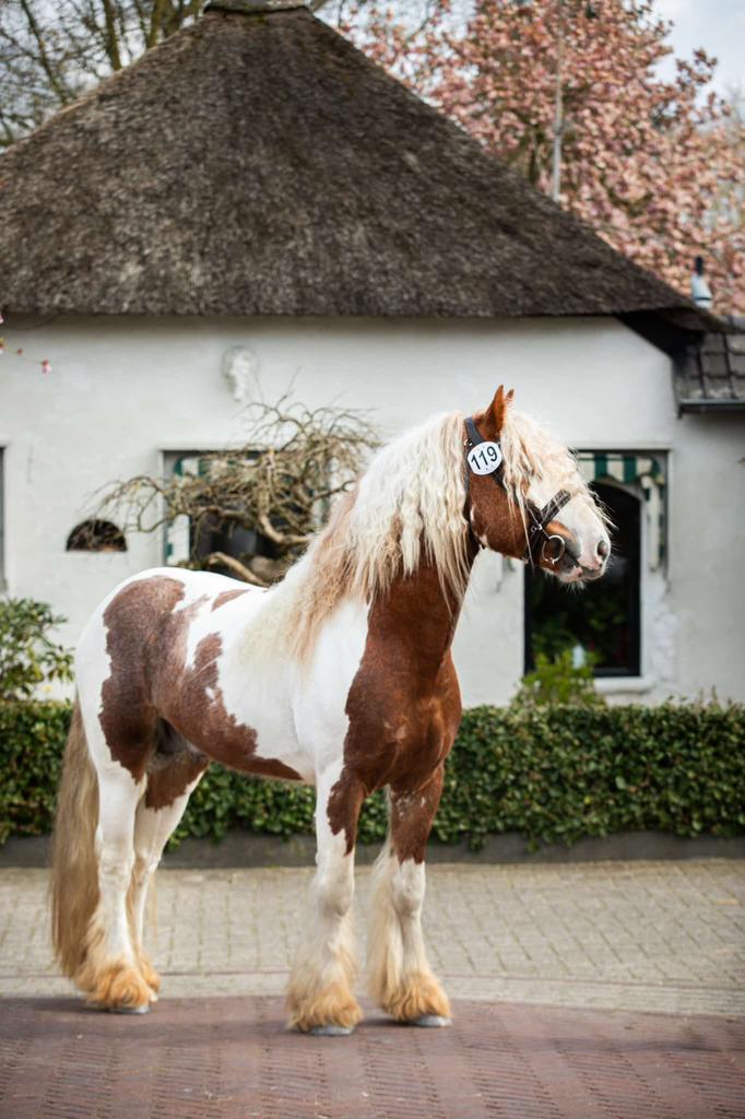 Goedgekeurde Tinker Dekhengst, Dieren en Toebehoren, Hengst
