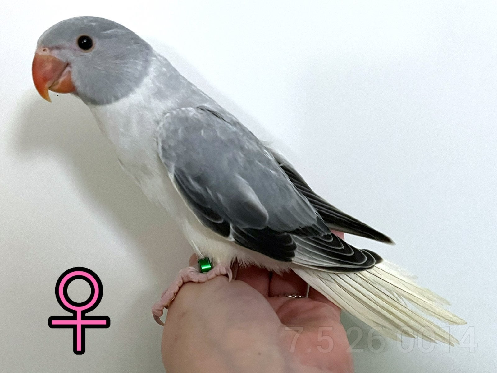 Jonge Halsbandparkietjes, tam + DNA, Dieren en Toebehoren, Vogels | Parkieten en Papegaaien, Parkiet, Meerdere dieren, Tam, Geringd
