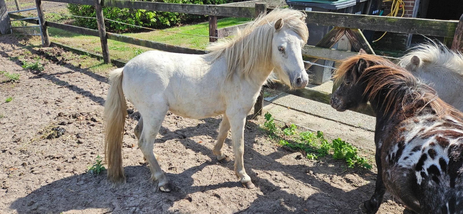 fewspot hengst, Dieren en Toebehoren, Hengst