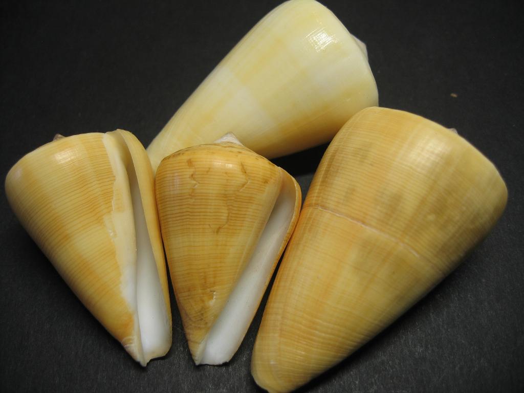 Schelpen: Conus quercinus Lightfoot, 1786., Ophalen of Verzenden, Schelp(en)