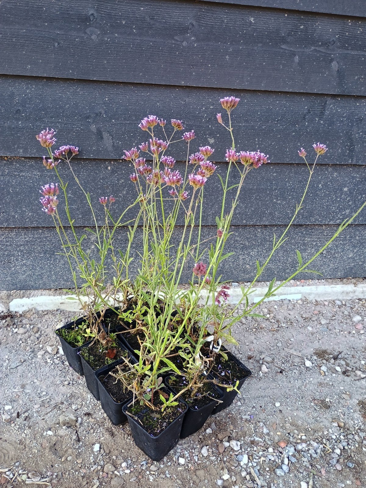 Verbena bonariensis 'Lollipop' in p9 pot, Volle zon, Vaste plant, Zomer, Ophalen