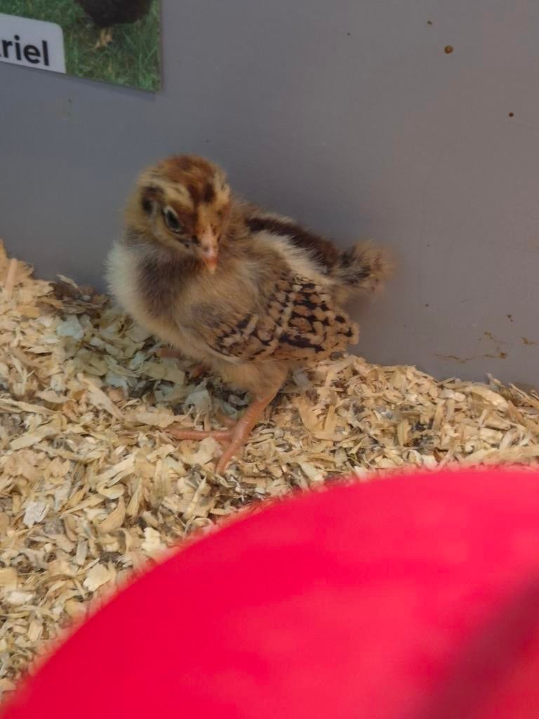 Barnevelder kriel kuikentjes, Dieren en Toebehoren, Pluimvee, Geslacht onbekend, Kip