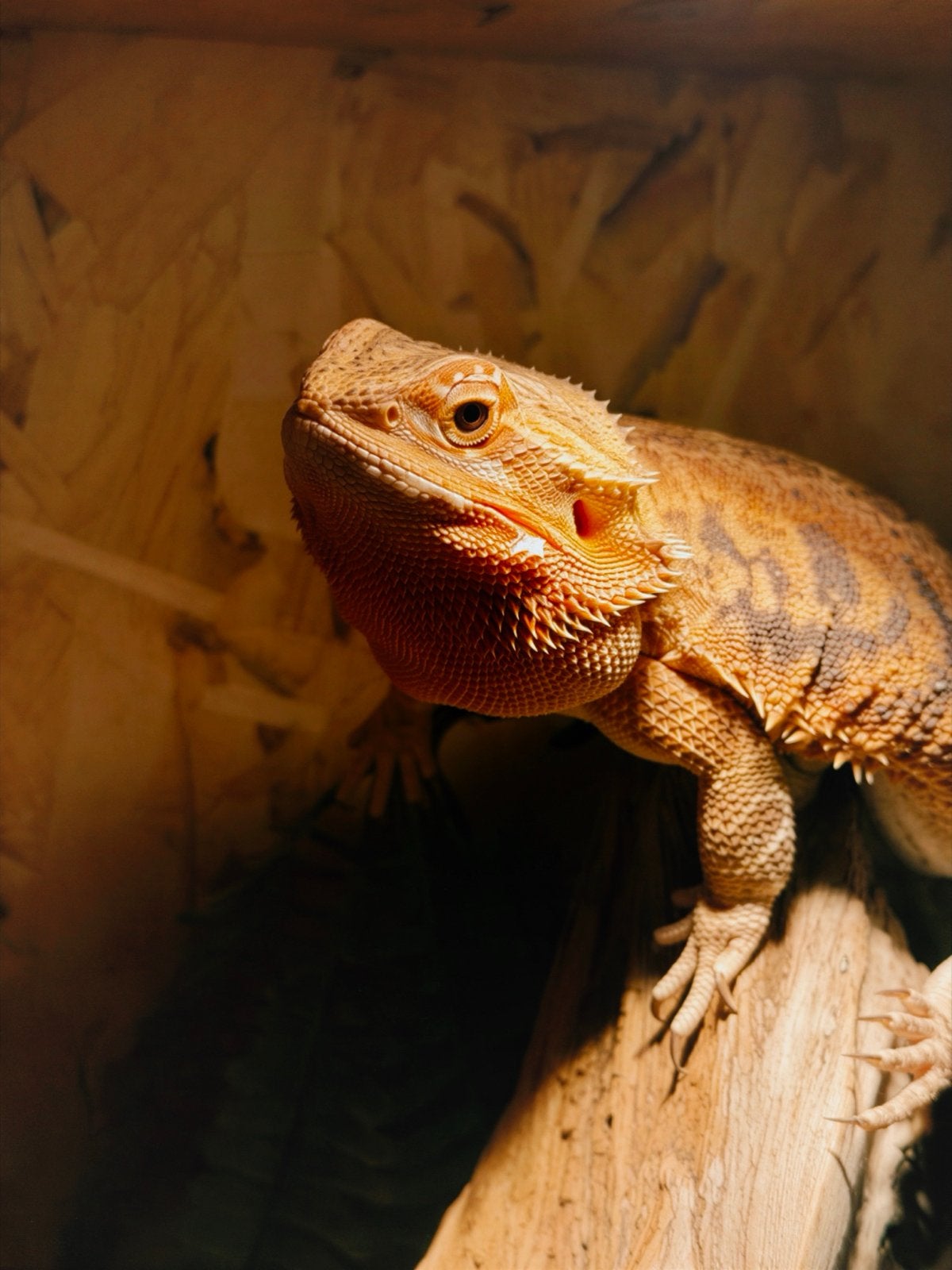 Baardagaam Bearded Dragon photo 3