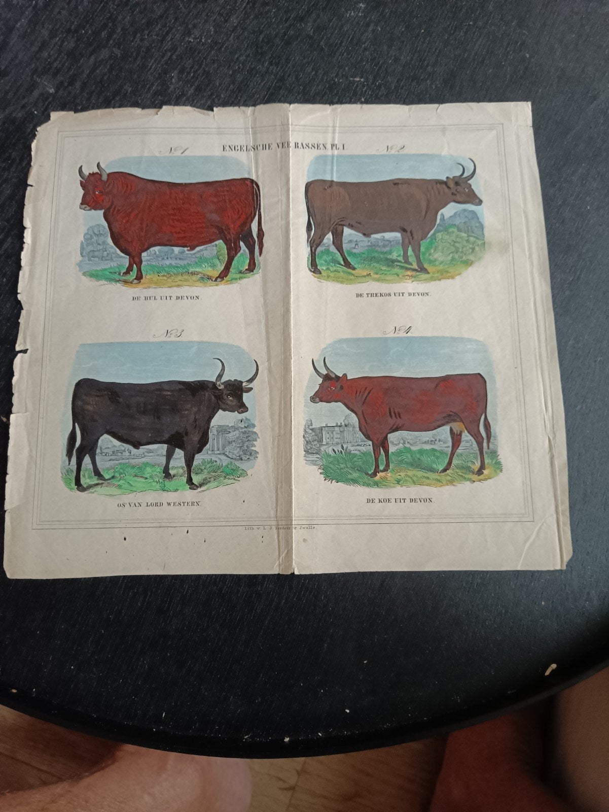 8 Antieke Prenten Rundveerassen. William Youatt. 1852, Ophalen of Verzenden, Dieren en Natuur, Lithografie