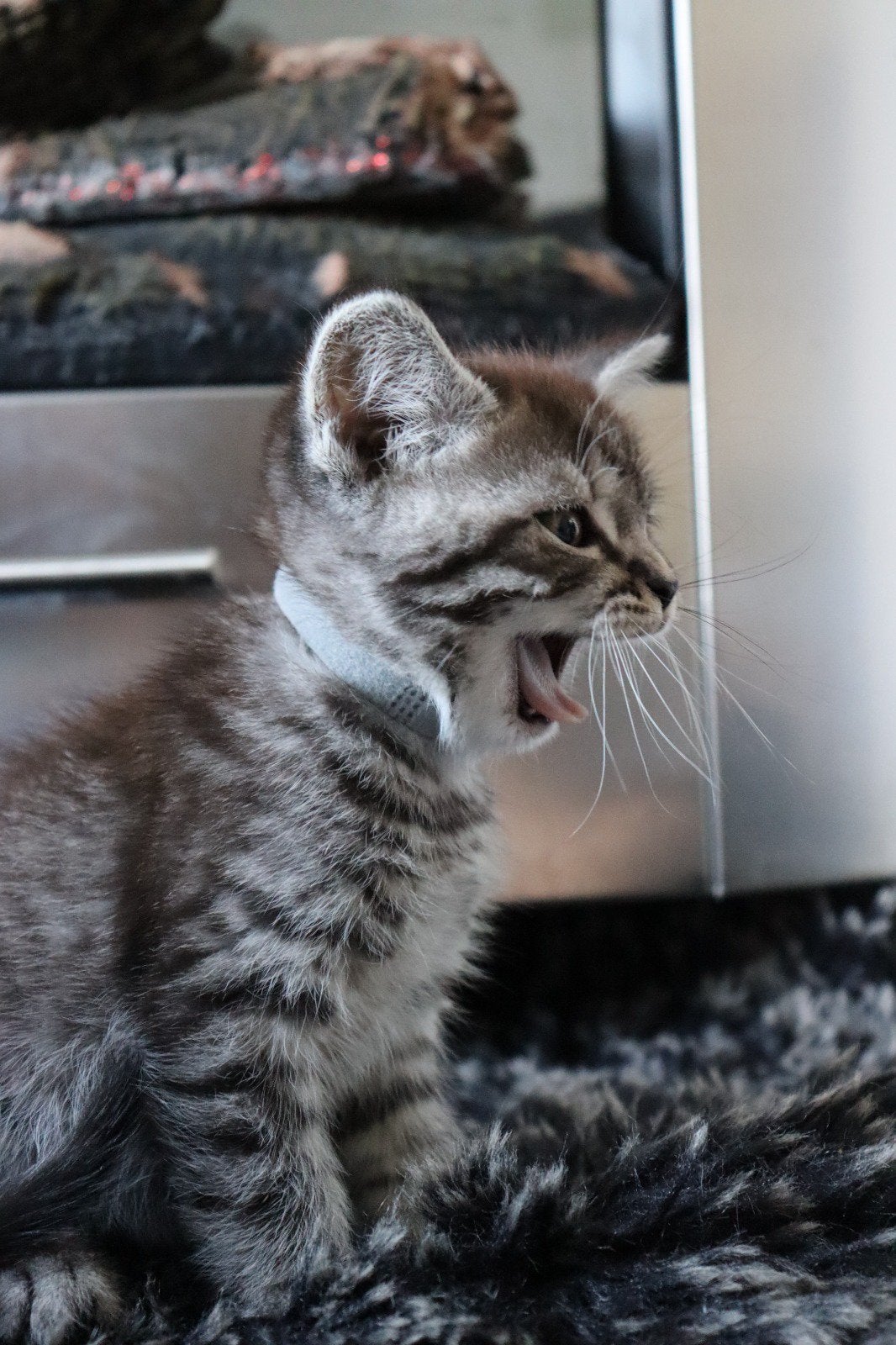 Lieve kittens!. Silver Tabby !!🐾 12 wkn!, Dieren en Toebehoren, Poes, Ontwormd