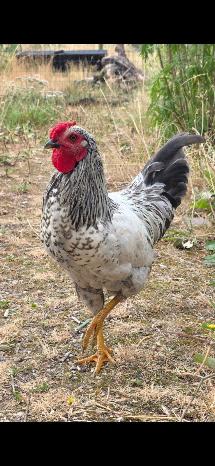 Haantjes Araucana kruising blauwlegger, Dieren en Toebehoren, Pluimvee, Mannelijk, Kip