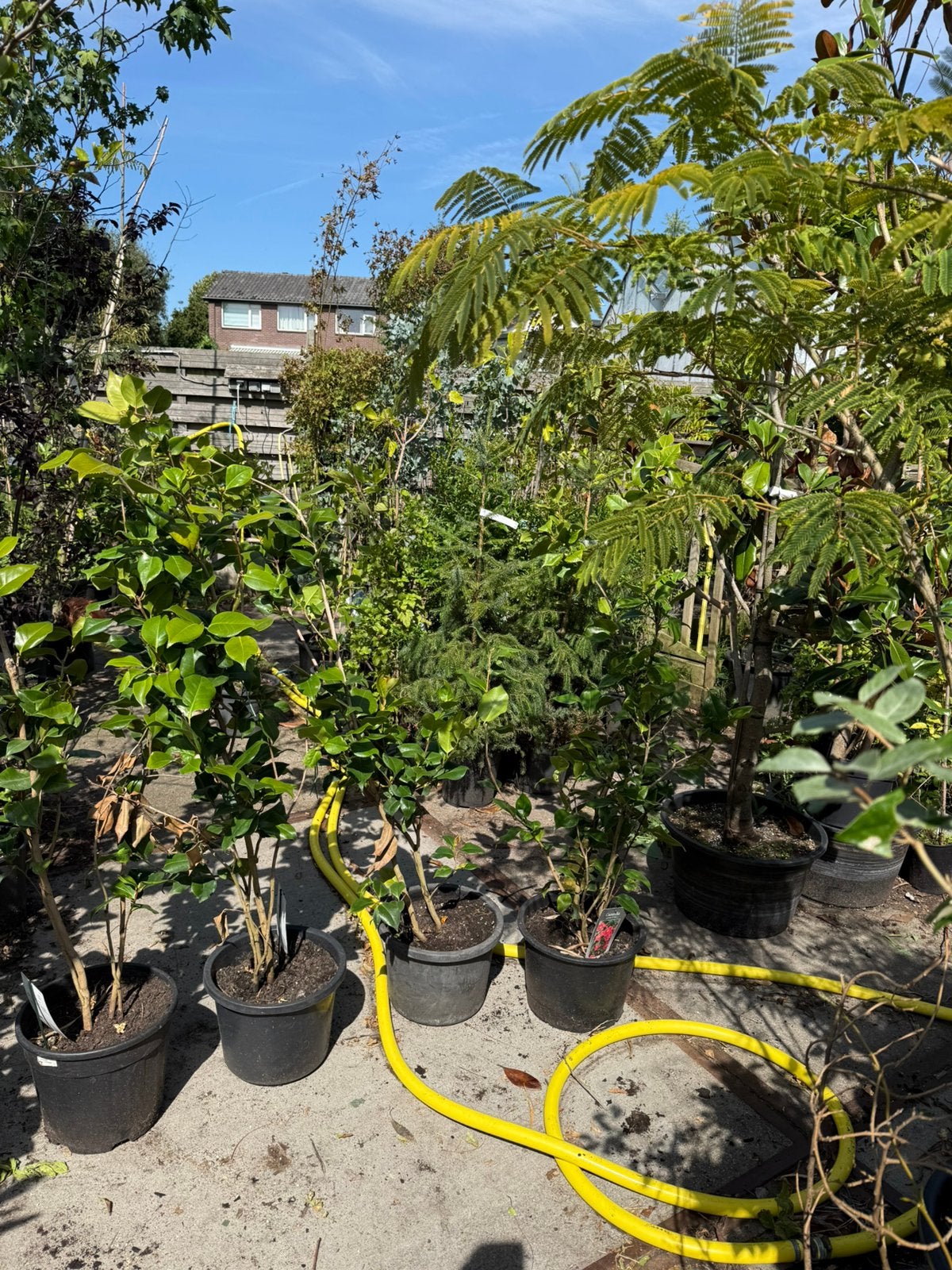 Camelias dr king rood grote plant 120 + grote pot ni 19,95, Tuin en Terras, Vaste plant, Halfschaduw, Lente, Ophalen