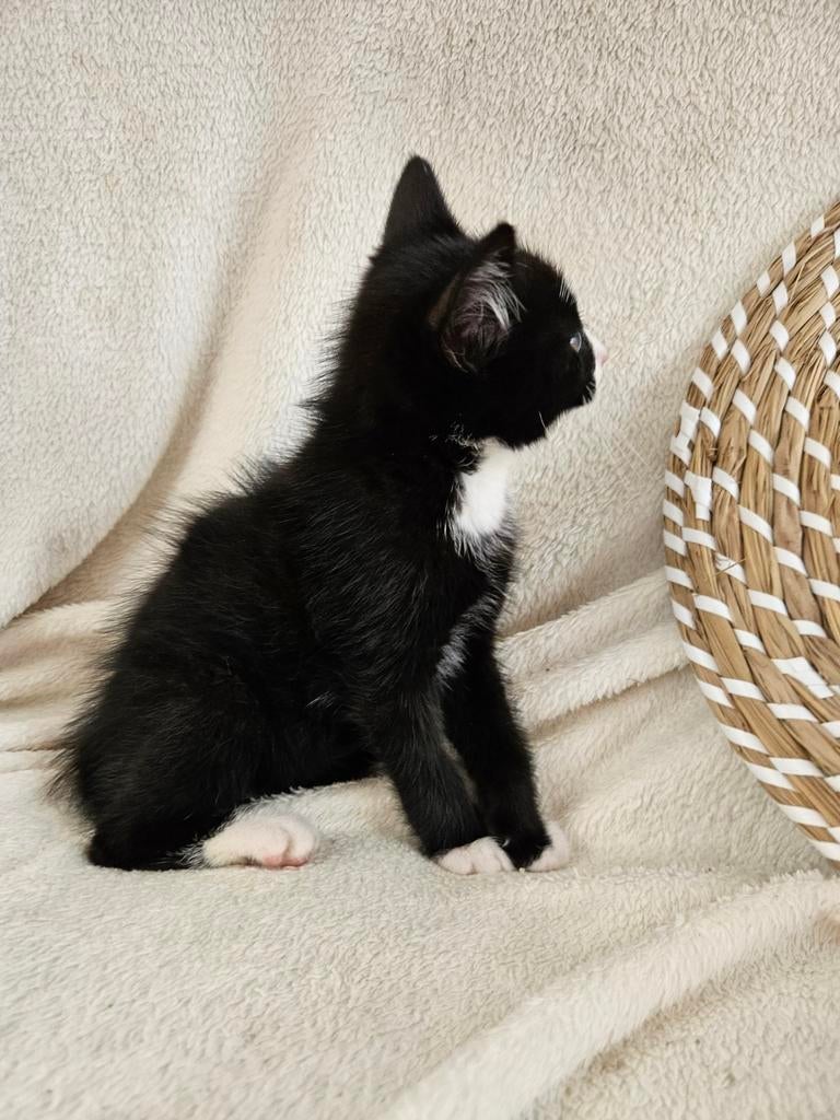 Ragdollkittens. Mogen al mee, Dieren en Toebehoren, Meerdere dieren, Kortharig, 0 tot 2 jaar