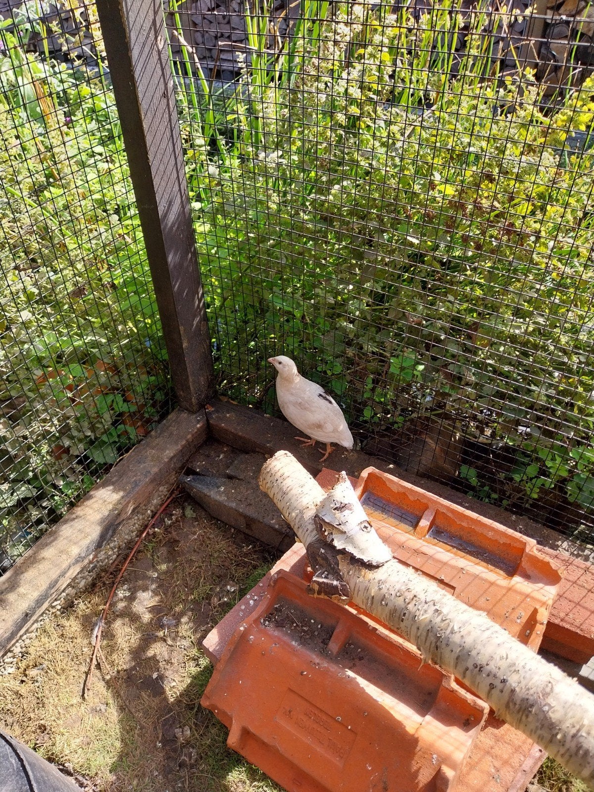 te koop haantje kwartel, Ophalen