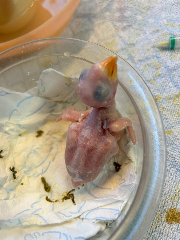 Roestkop caique’s, Meerdere dieren, Papegaai, Geringd
