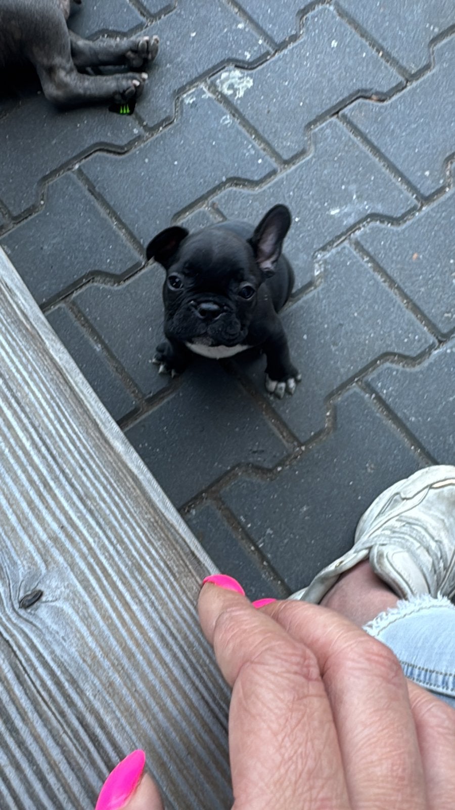 Nog 1 Franse Bulldog pup zoekt zijn gouden mandje, Dieren en Toebehoren, Parvo, 8 tot 15 weken, Bulldog, Meerdere