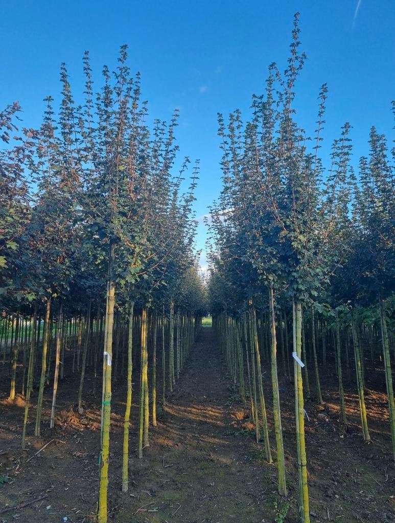 Acer campestre veldesdoorn bomen in maten leverbaar, Tuin en Terras, Ophalen of Verzenden