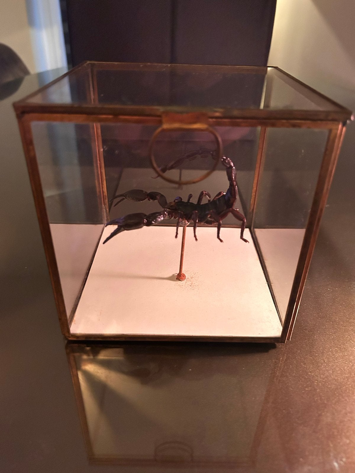 Opgezette zwarte schorpioen in glazen doos 15x15x15cm, Dieren en Toebehoren, Overige soorten