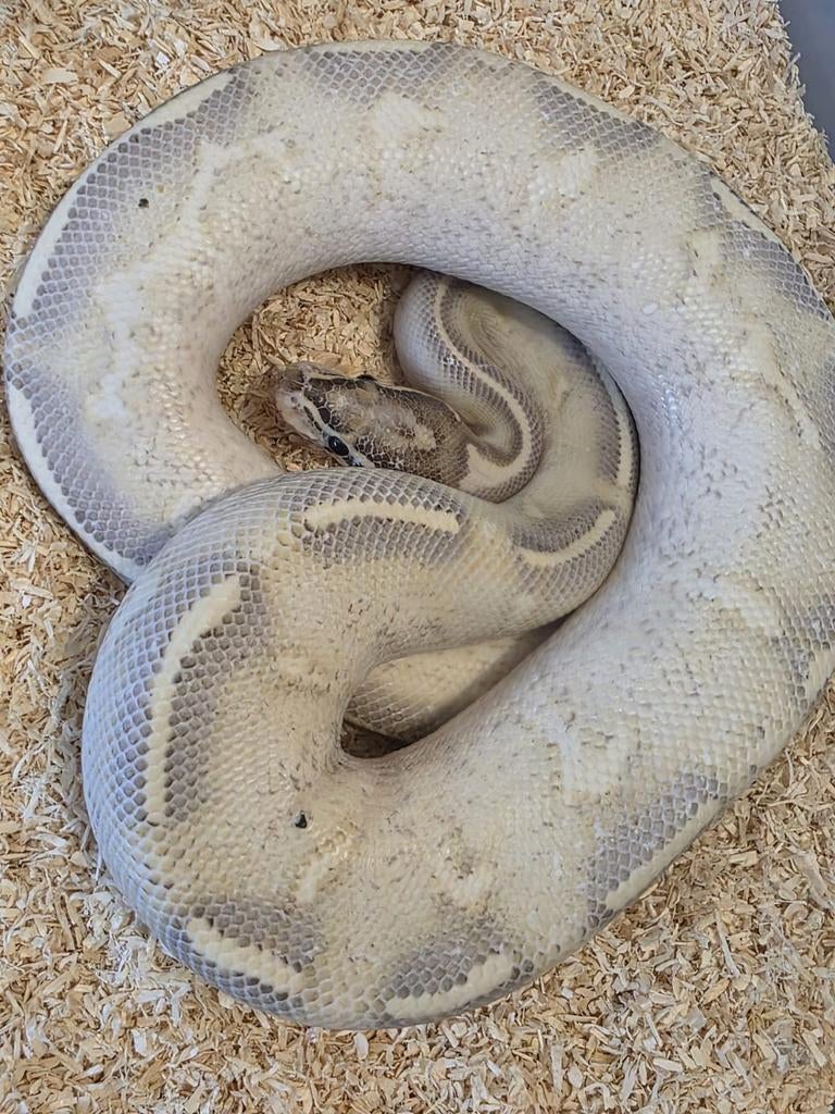 Koningspython ballpython Ball Python - unknown for sale from Michael