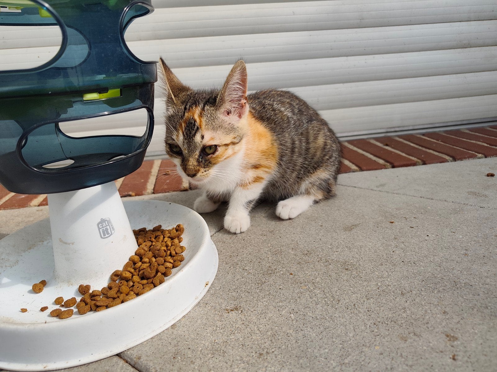 3 lieve kittens zwart/wit tijger/rood, Dieren en Toebehoren, Katten en Kittens | Overige Katten, Meerdere dieren, Kortharig, 0 tot 2 jaar