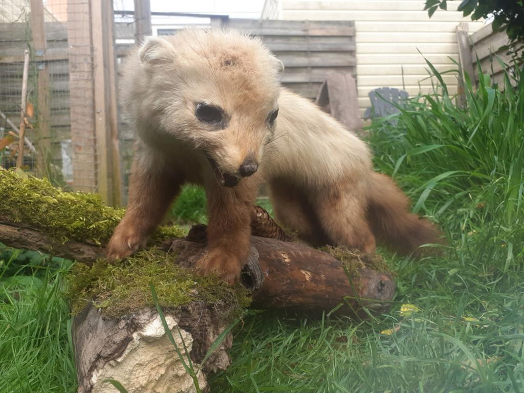 Opgezette SteenMarter op Bosdecor – Zeer Karaktervolle Pose, Ophalen of Verzenden, Gebruikt, Wild dier, Opgezet dier