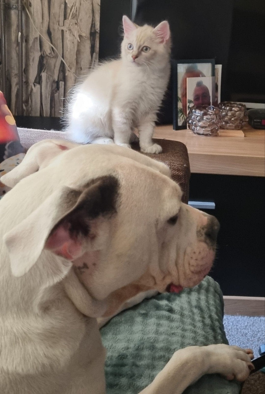 Ragdoll kittens mogen verhuizen, Meerdere dieren, Langharig, 0 tot 2 jaar
