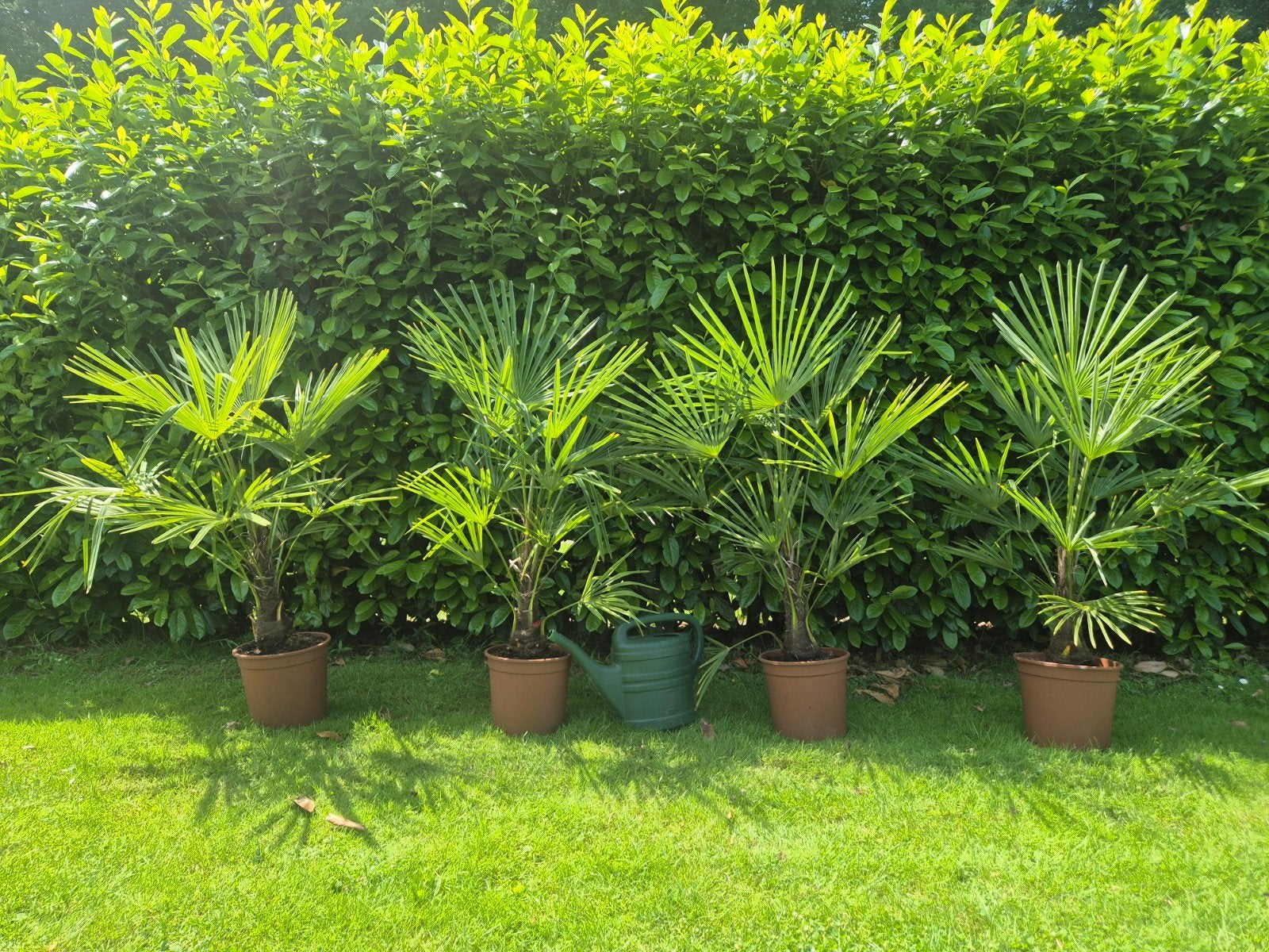 😎🌴 Ultieme Vakantiegevoel palmboom Trachycarpus Fortunei, Lente, 100 tot 250 cm, Palmboom, Ophalen