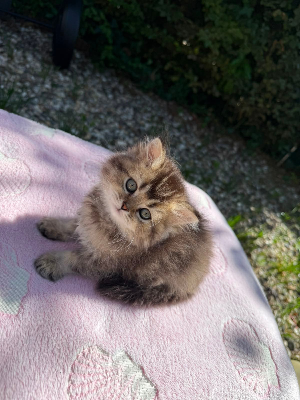 Prachtige Britse Korthaar / Langhaar (Golden), Dieren en Toebehoren, Katten en Kittens | Raskatten | Langhaar, Meerdere dieren