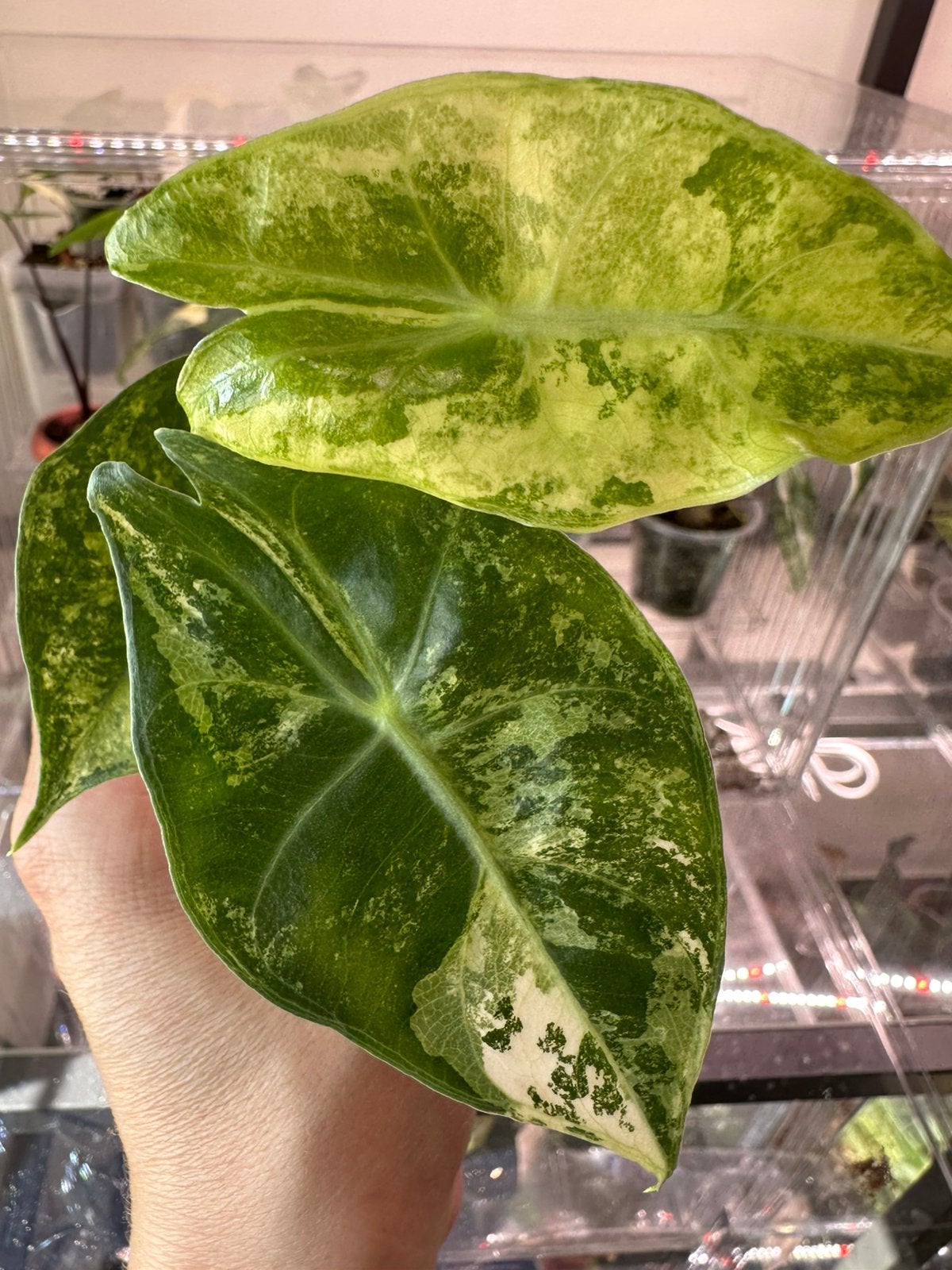 Alocasia nairobi nights variegata + knol, Ophalen of Verzenden, Halfschaduw, Minder dan 100 cm