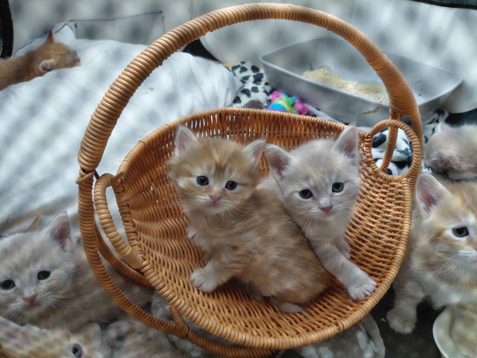 SUPER mooi nest Pers/ Maine Coon-Europese Korthaar, Meerdere dieren, Ontwormd
