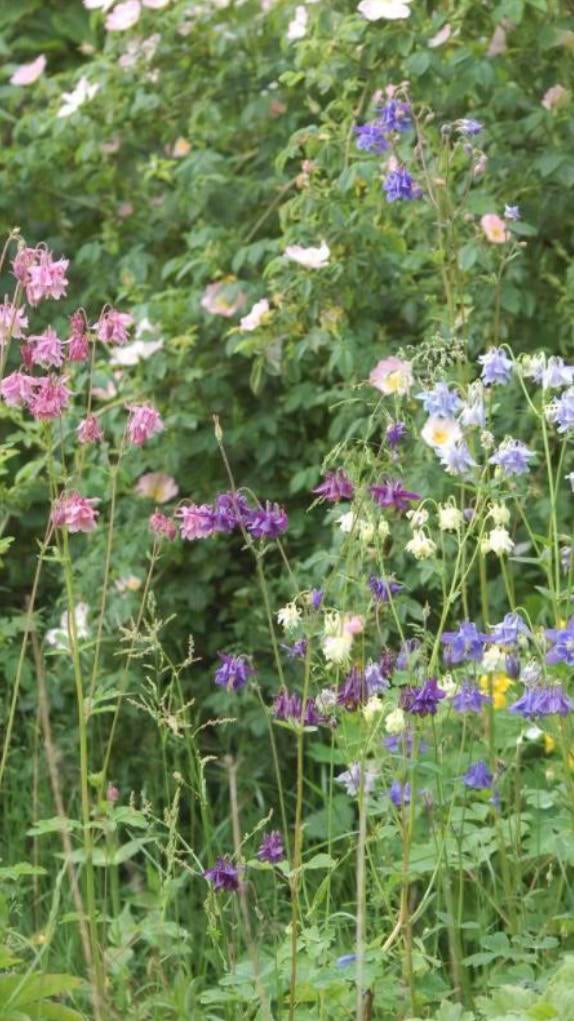 Zakje zaden Akelei, Tuin en Terras, Bloembollen en Zaden, Zaad, Halfschaduw, Ophalen of Verzenden