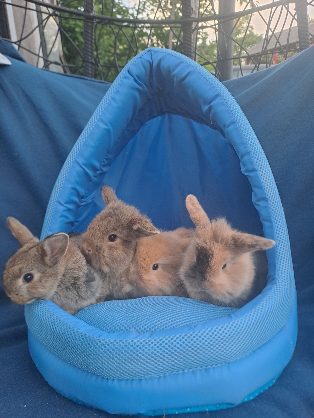 4 jonge konijntjes, Geslacht onbekend, Dwerg, 0 tot 2 jaar
