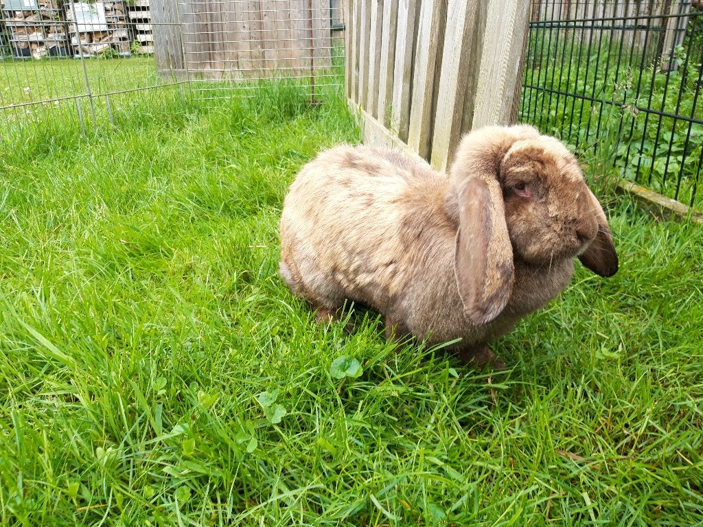 Grote bruine Franse hangoor voedster, Dieren en Toebehoren, Vrouwelijk, Groot, Hangoor, 3 tot 5 jaar