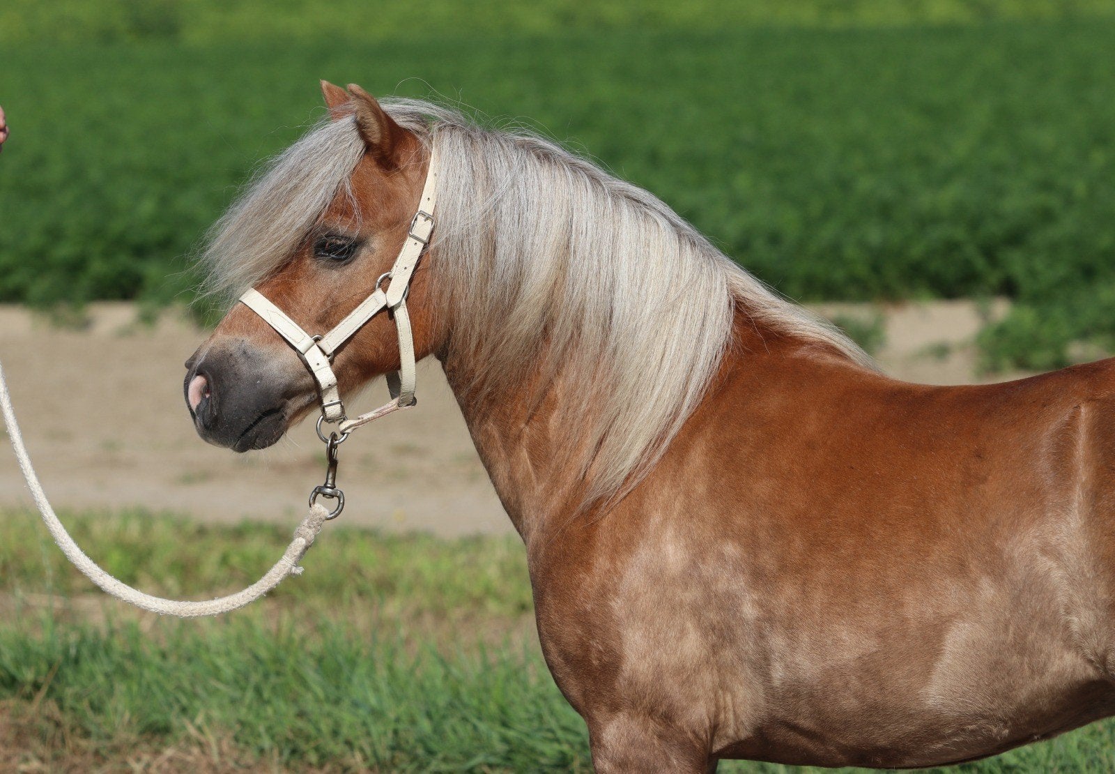 Prachtige shetlander en appaloosa ruinen, Ruin, A pony (tot 1.17m), Met stamboom, 3 tot 6 jaar