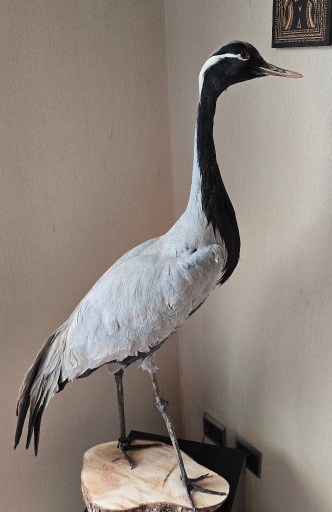 Opgezette prachtige pauwen nieuw + kroonkraanvogel, Ophalen, Nieuw, Vogel, Opgezet dier
