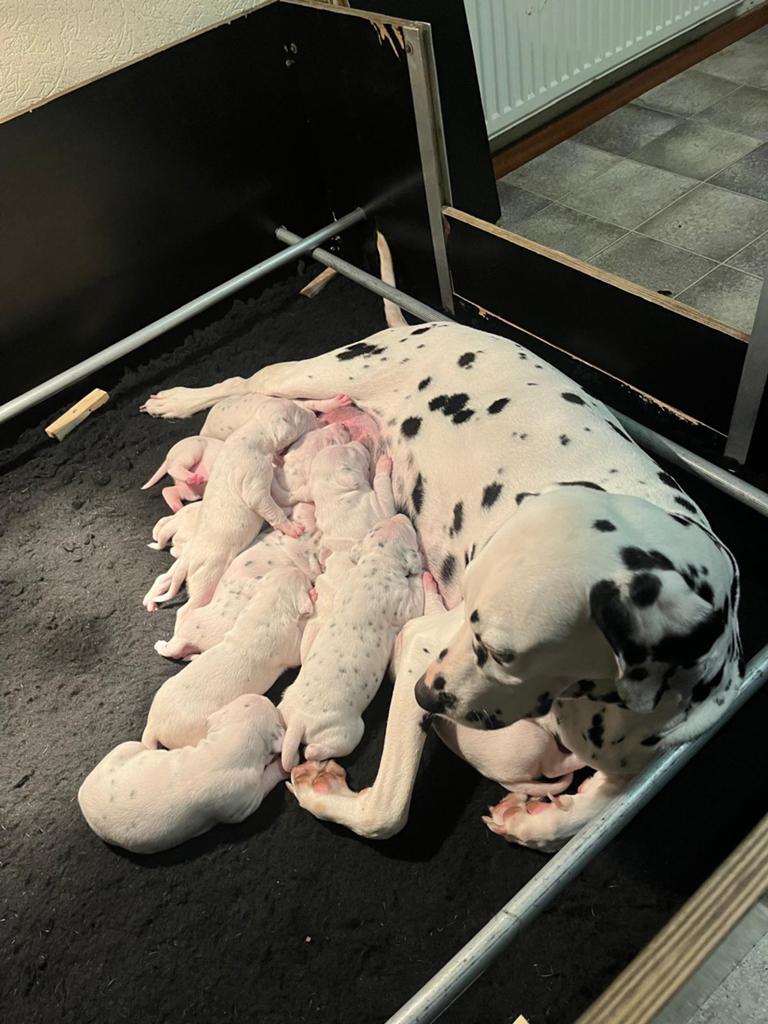 Prachtige Dalmatiër pups te koop!, Parvo, 8 tot 15 weken, Groot, Meerdere
