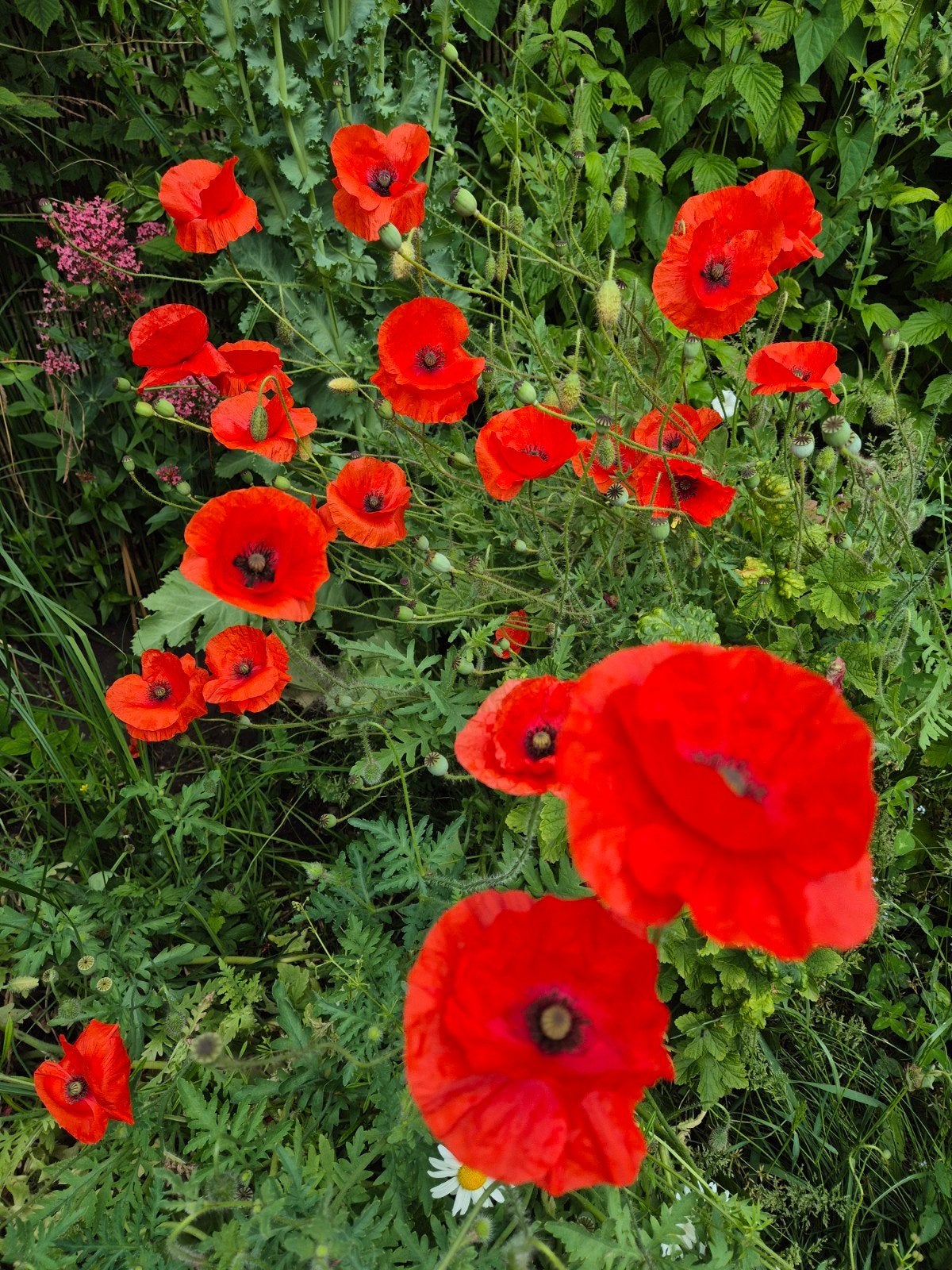 Klaproos zaden - 1 theelepel voor een kleurrijke tuin, Overige soorten, Volle zon, Eenjarig, Ophalen of Verzenden