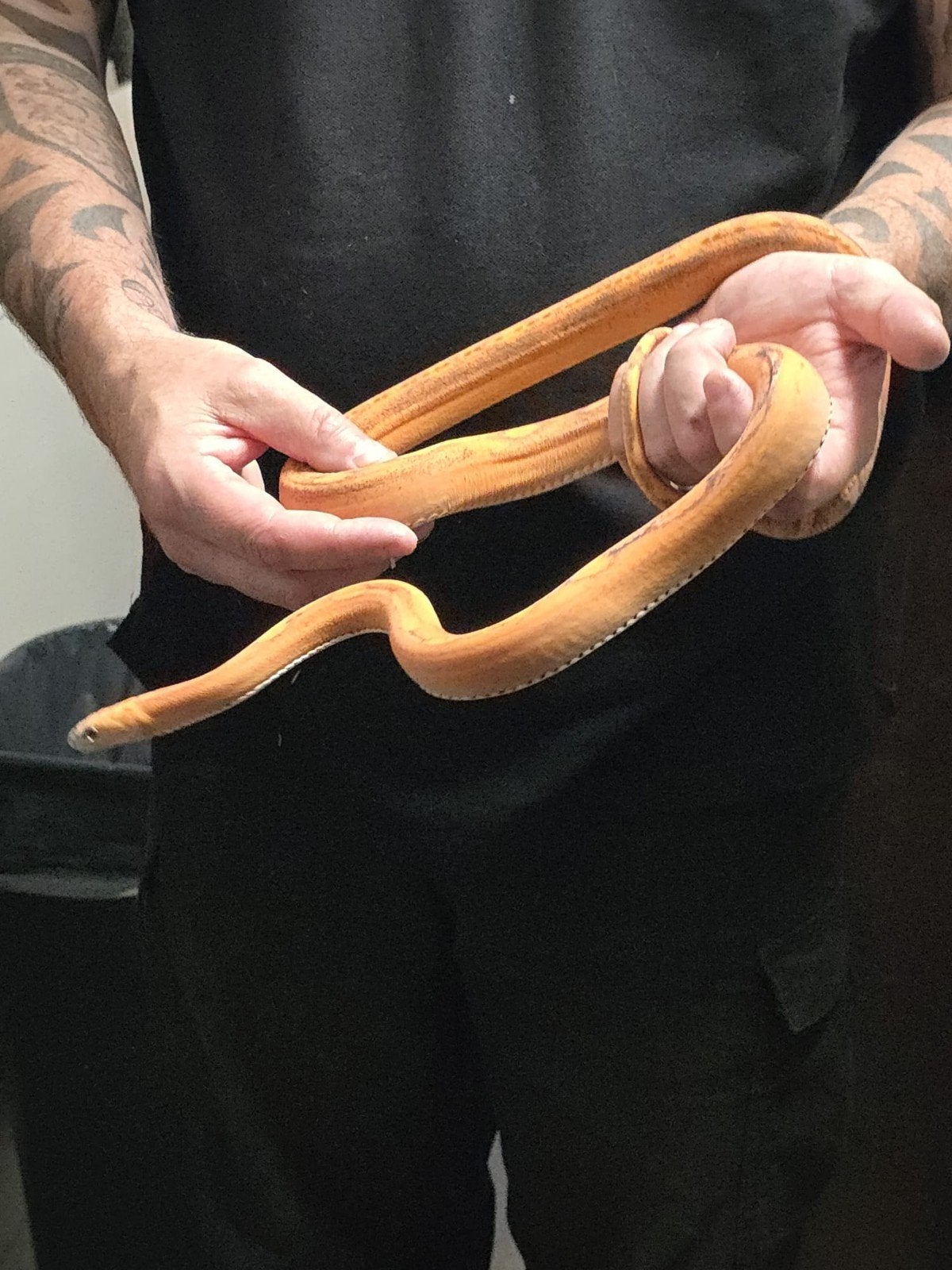 scaleless hypo motley rattenslang Rat Snake photo 3