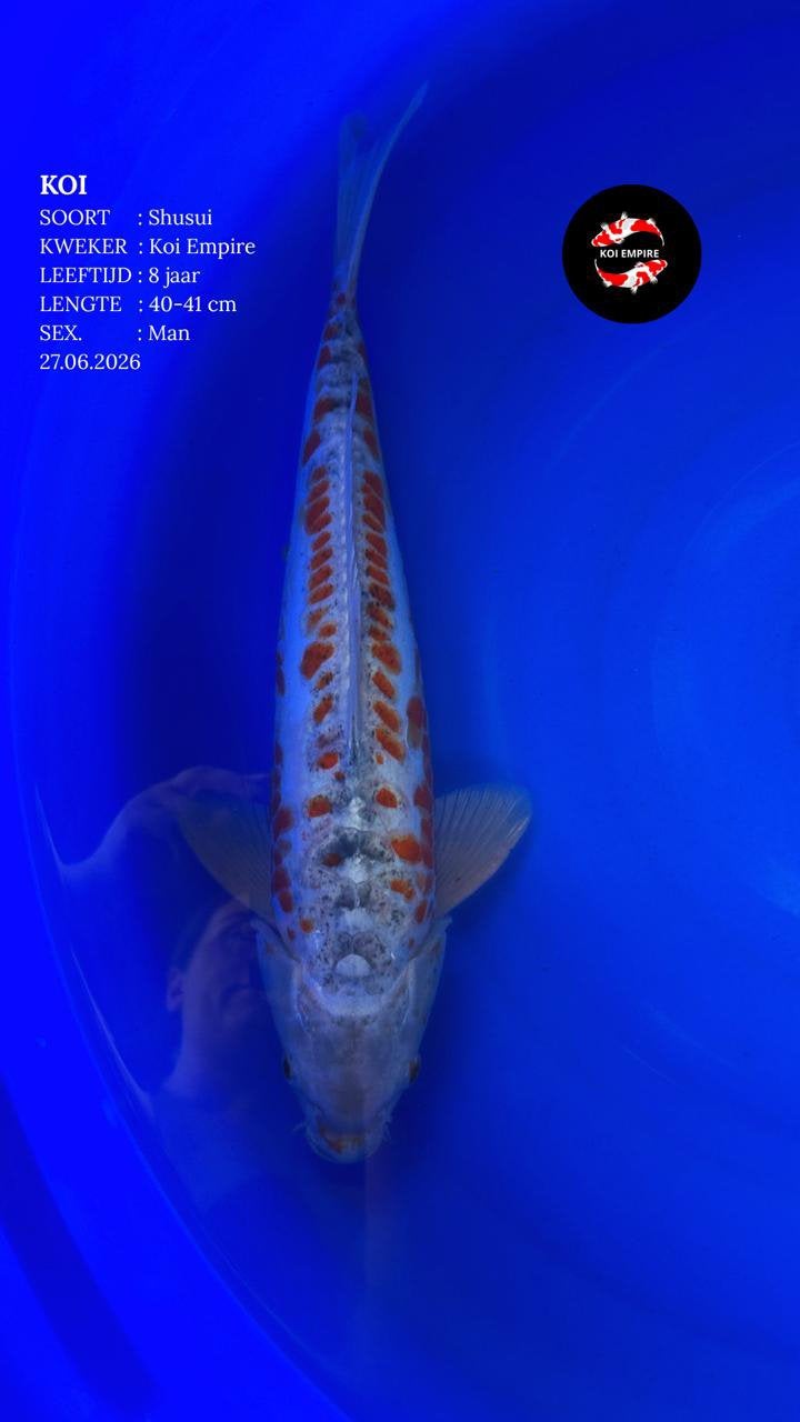 5 Koi’s te koop 40 - 60 cm, Dieren en Toebehoren, Vissen | Vijvervissen, Karper of Koi