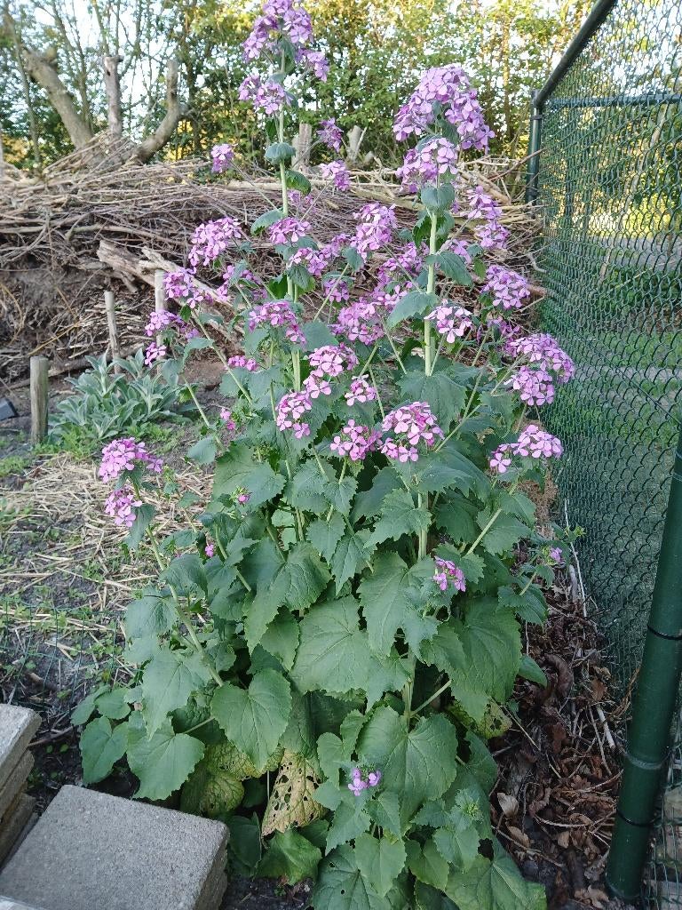 Judaspenning planten, Volle zon, Tweejarig, Lente, Ophalen