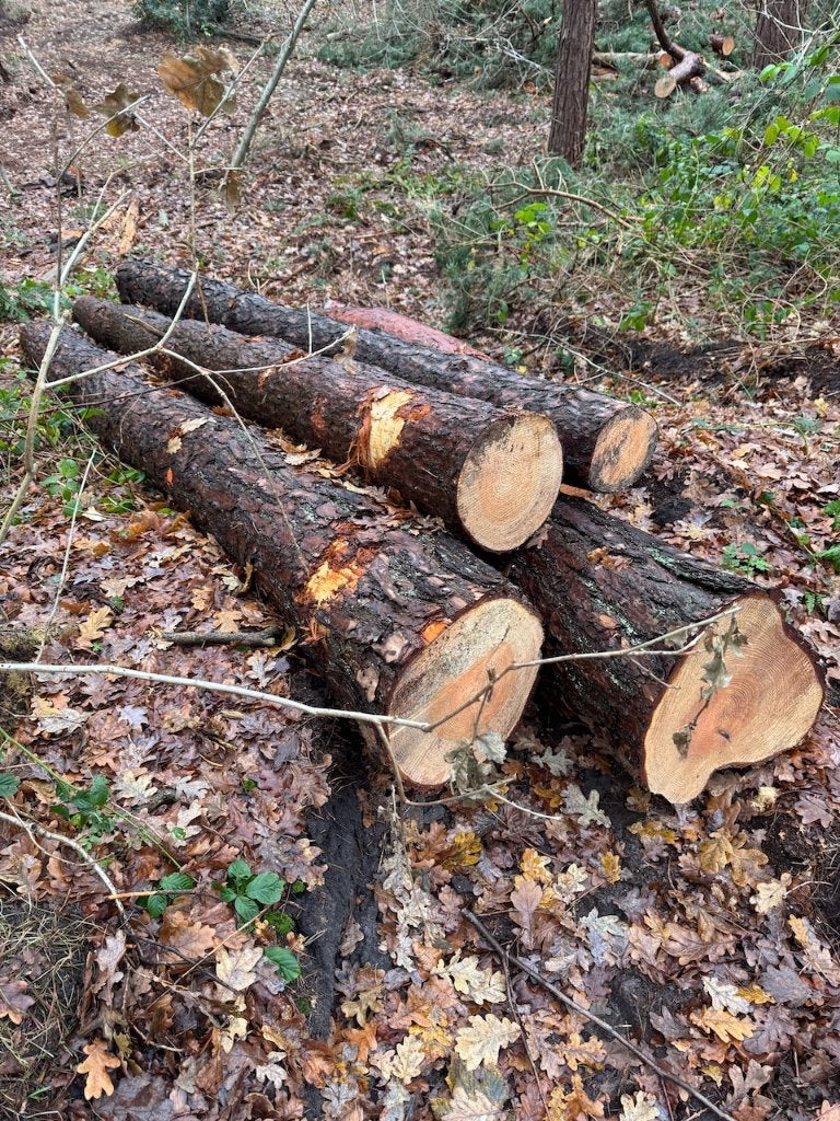 Haardhout grove den stammen stookhout, 3 tot 6 m³, Ophalen, Overige houtsoorten, Stammen