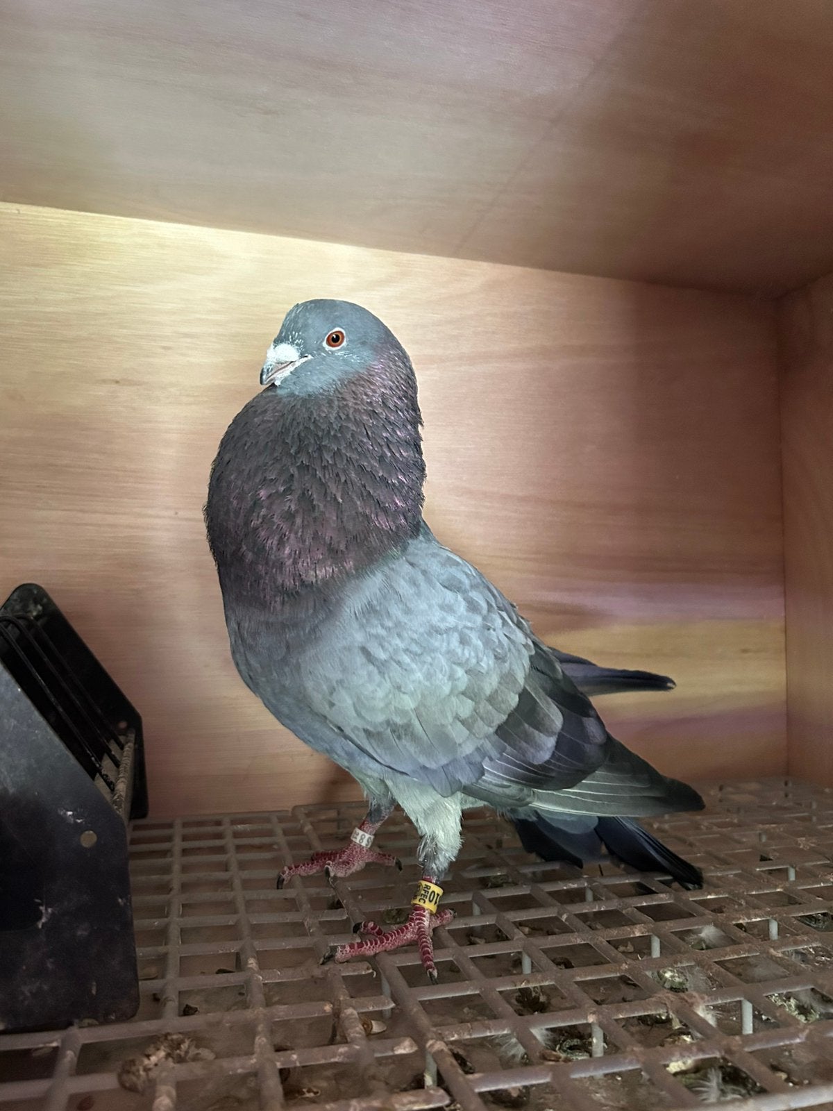 Buchon Cuco Lorquino, Dieren en Toebehoren, Meerdere dieren, Kropper