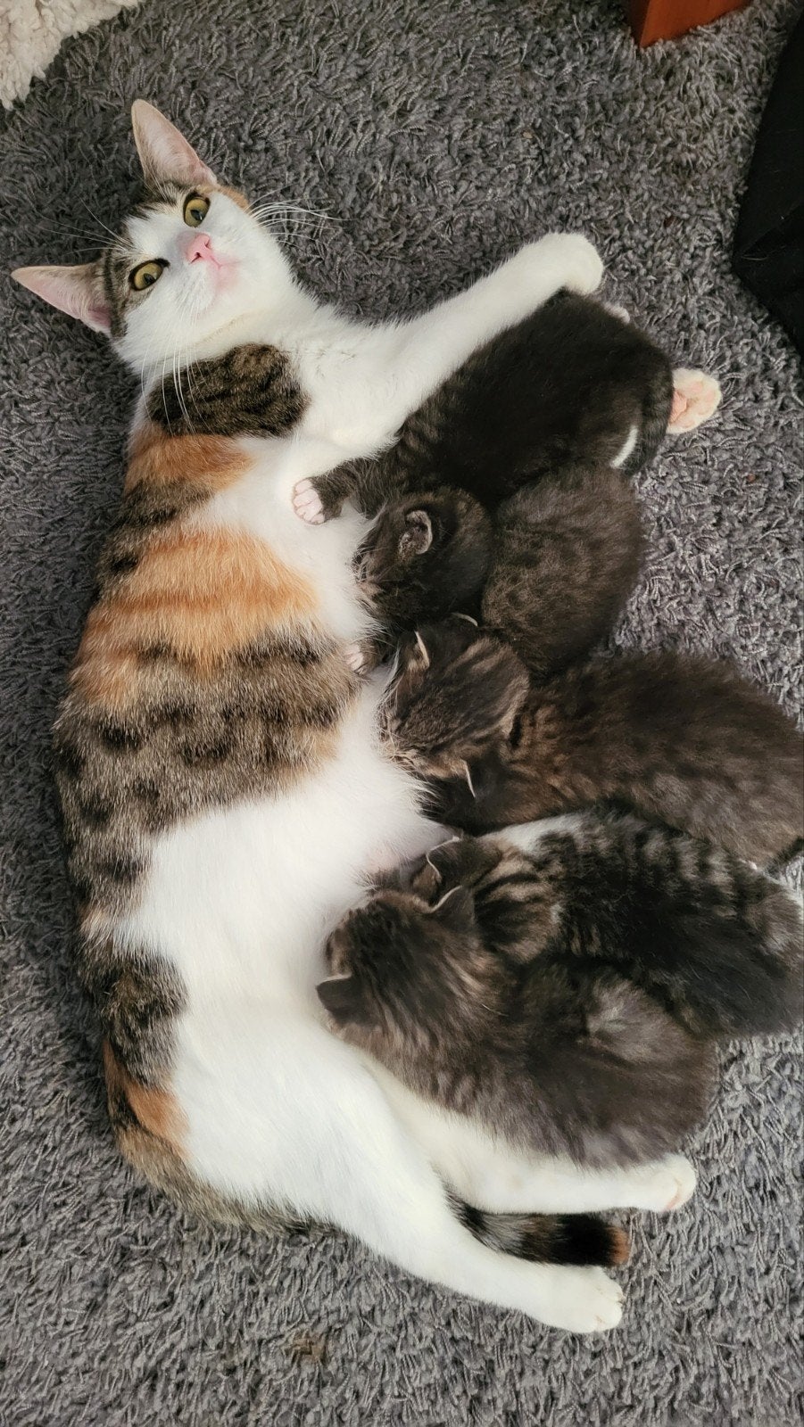 Te koop 6 cyperse kittens en zwart/witte kittens 3 weken oud, Dieren en Toebehoren, Katten en Kittens | Overige Katten, Meerdere dieren