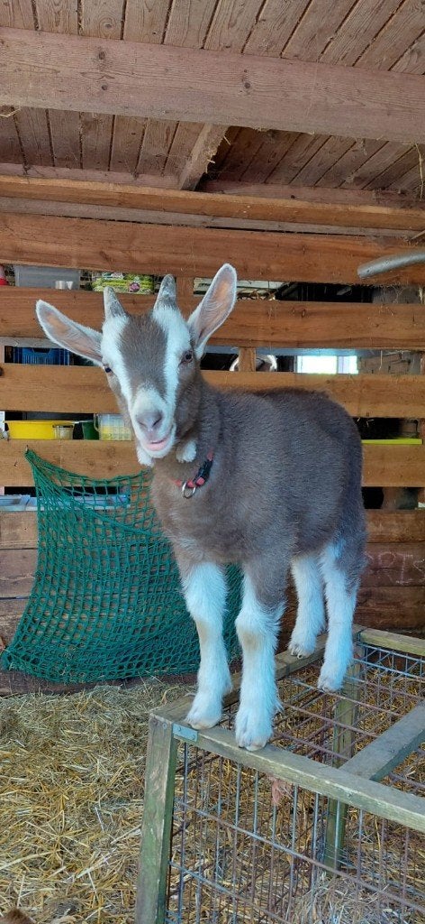 Toggenburger bokje (tam), Dieren en Toebehoren, Schapen, Geiten en Varkens, Mannelijk, Geit, 0 tot 2 jaar
