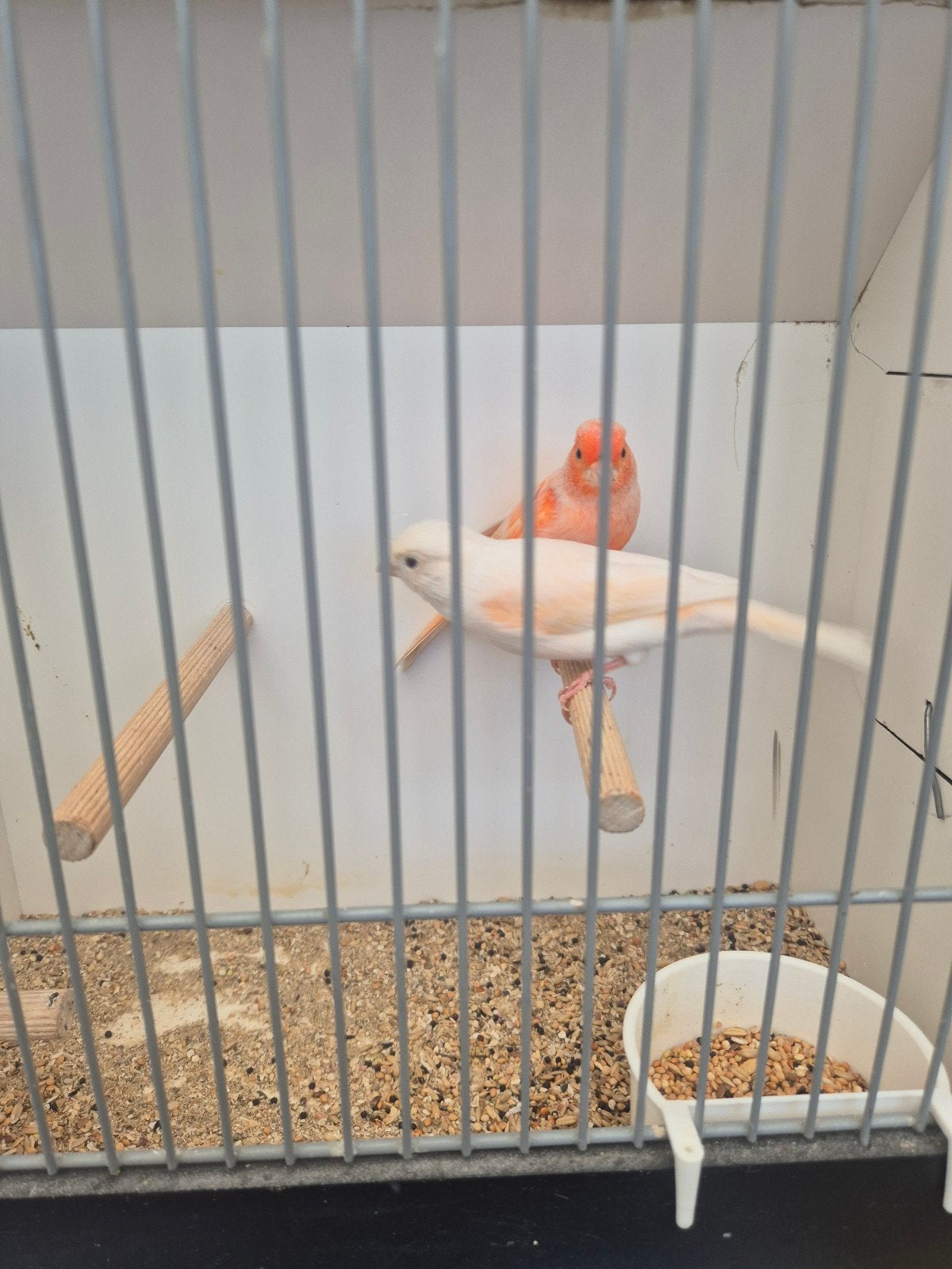 mozaiek kanaries, Dieren en Toebehoren, Meerdere dieren, Kleurkanarie