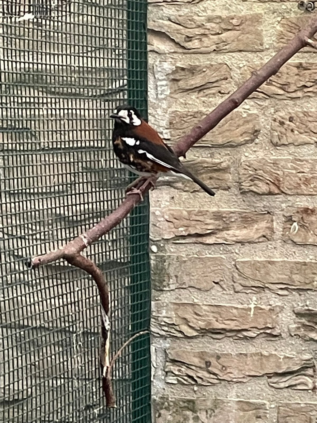 Kastanjerug lijster, Dieren en Toebehoren, Meerdere dieren, Tropenvogel, Geringd