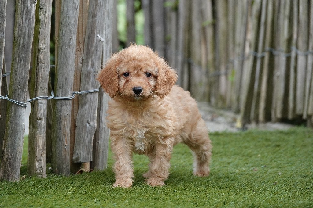 Prachtige abrikoze Cavapoo pups, Parvo, België, Overige rassen, 8 tot 15 weken