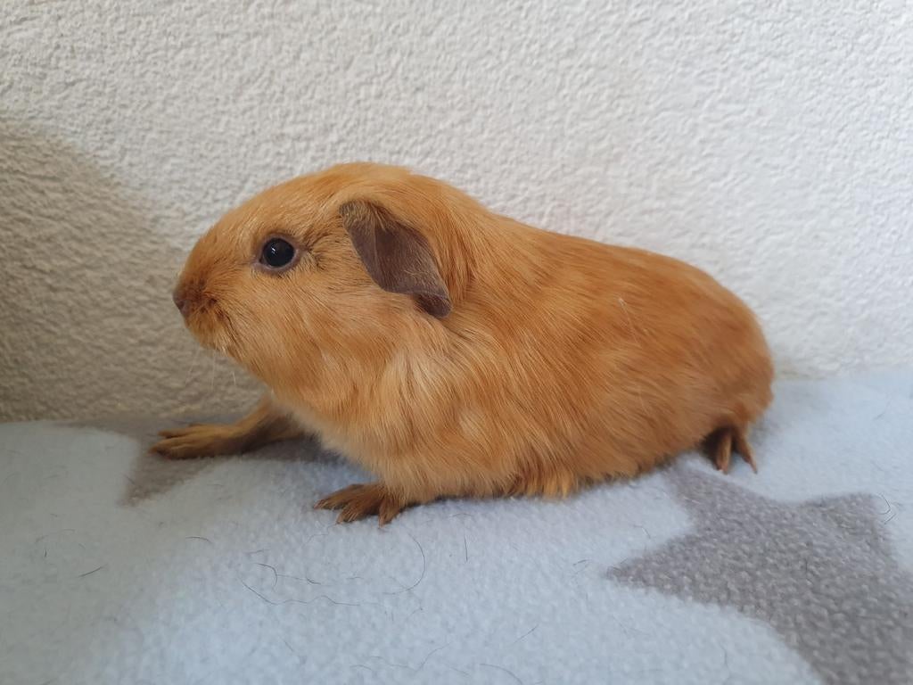 Super lieve jonge cavia beertjes van 6 weekjes., Mannelijk, Tam, Maart, Cavia