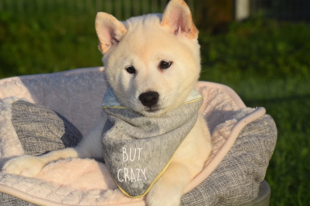 Shiba inu pups nieuw nestje, 15 weken tot 1 jaar, Buitenland, Poolhond, Parvo