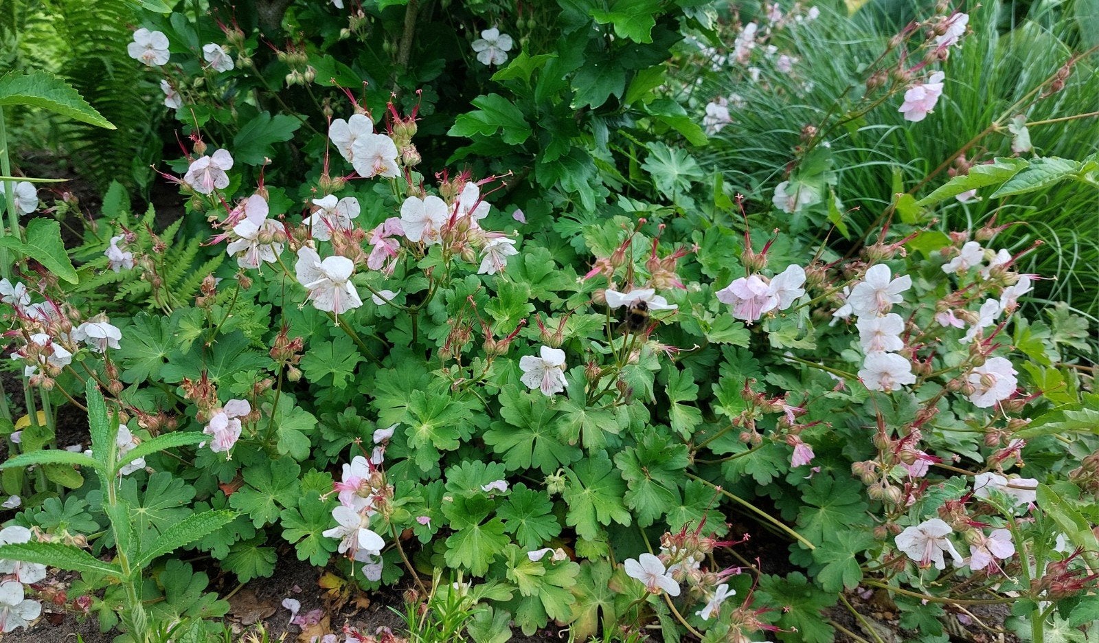 Geranium ooievaarsbek, vrouwenmantel, ezelsoor, Ophalen, Vaste plant, Bodembedekkers, Halfschaduw