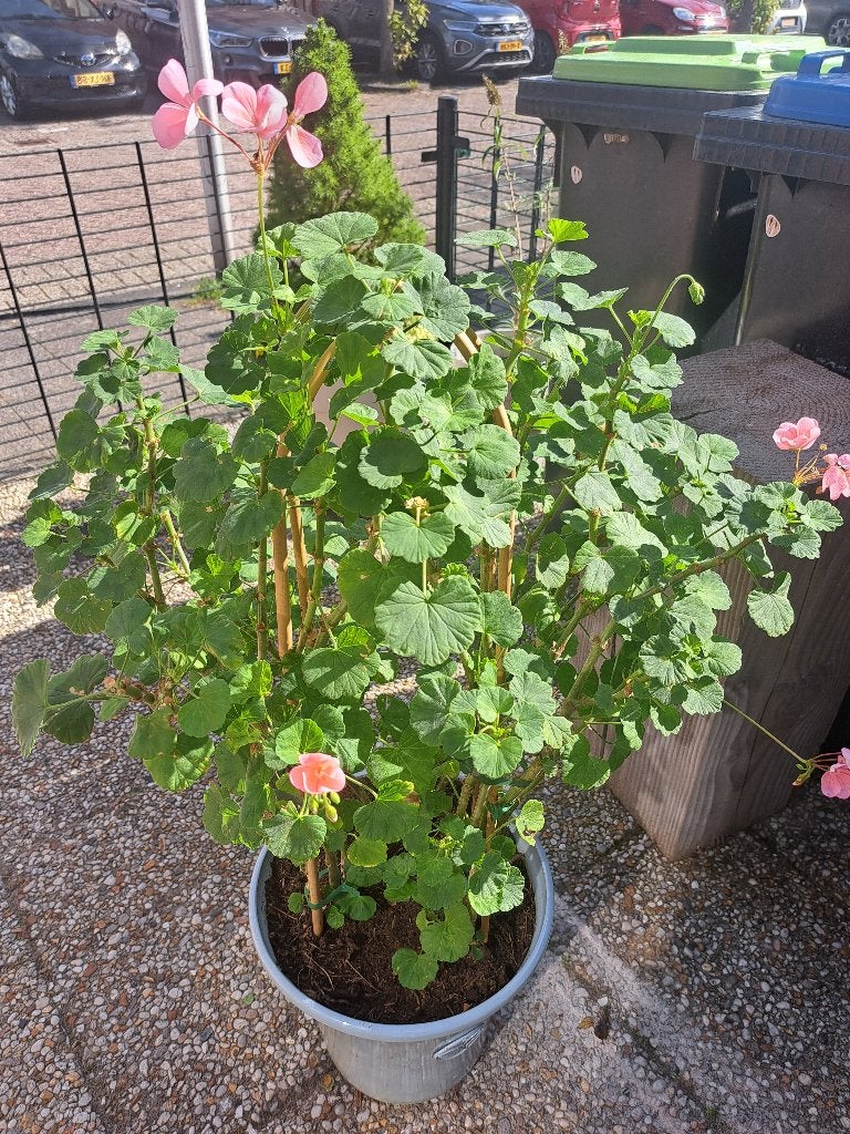 Grote Geranium, Ophalen, Vaste plant, Overige soorten, Volle zon