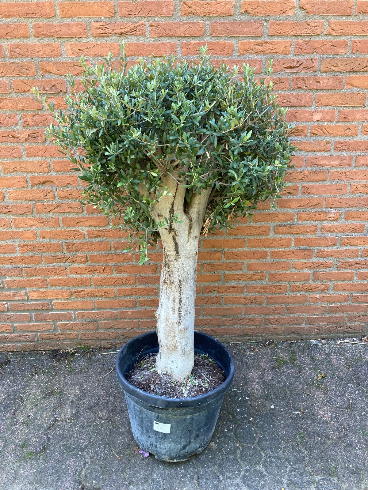 Olijfboom met super dikke stam - 150-160 cm hoog, Tuin en Terras, Planten | Bomen, Ophalen of Verzenden, Lente, 100 tot 250 cm